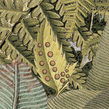 Cargar imagen en el visor de la galería, AMAZONAS