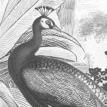 Carregar imagem no visualizador da galeria, FLORA AND FAUNA